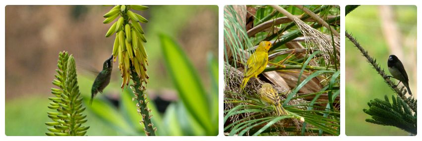 Photos de 3 oiseaux rencontrés dans le jardin : Trochilinae, Serinus canaria et Sporophila
