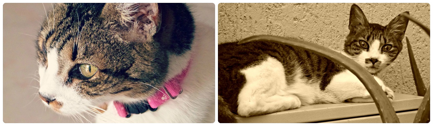 Le chat des parents de Charles