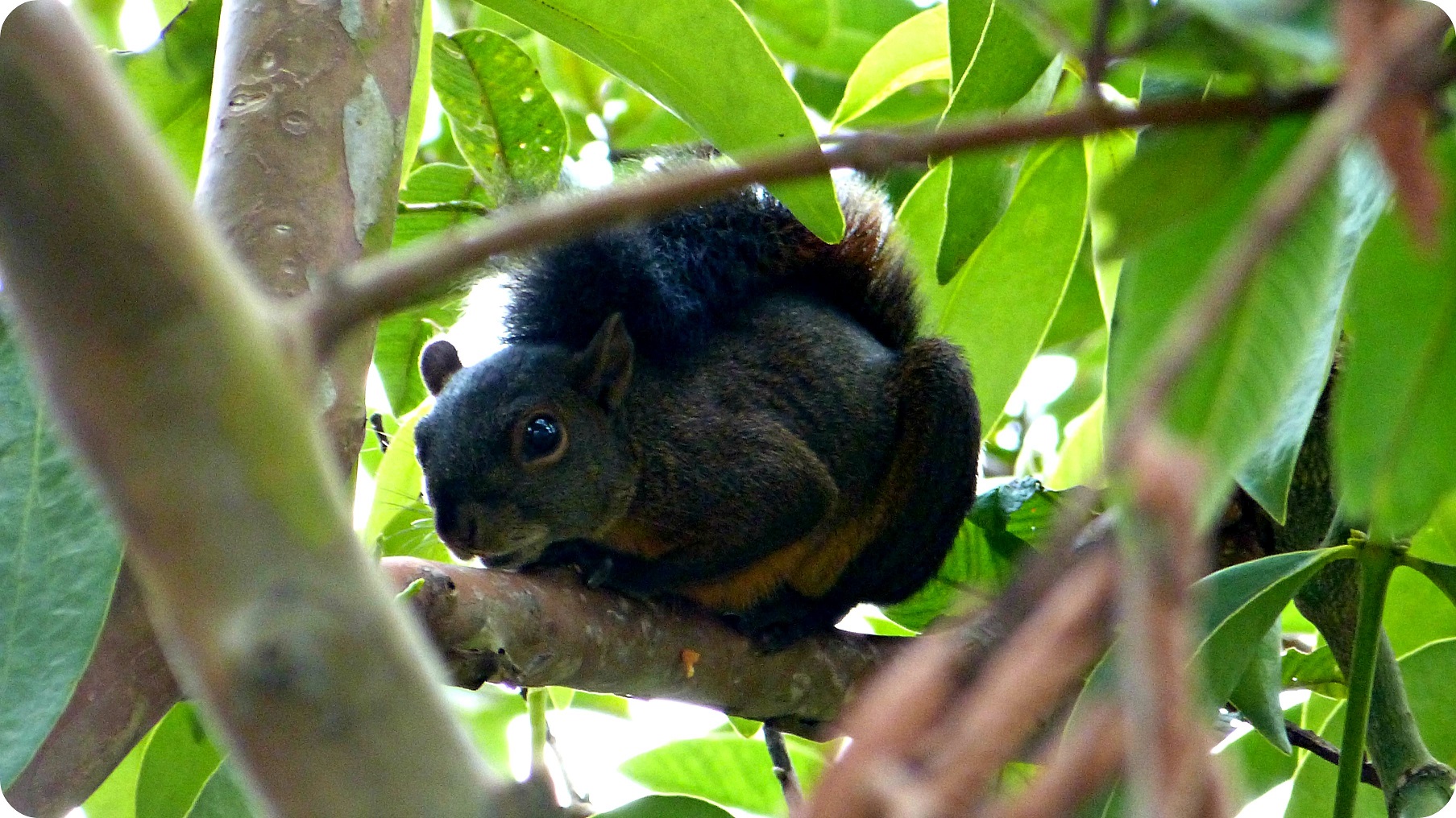 Sciuridae en un árbol del Parque de la Vida en Armenia