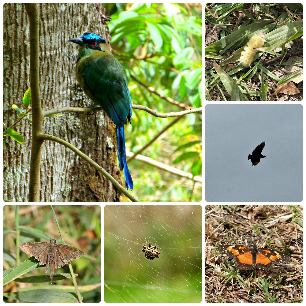 Aves e insectos encontrados en Salento : Momotus momota, Cathartidae, Gasteracantha