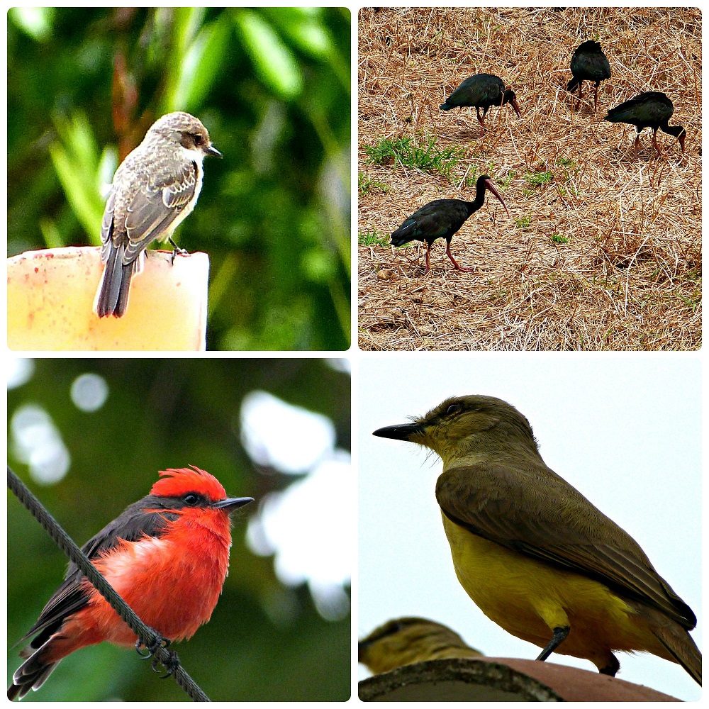 4 oiseaux rencontrés au Parque del Café : Tyrannulus, Phimosus infuscatus, Pyrocephalus rubinus, Machetornis rixosa