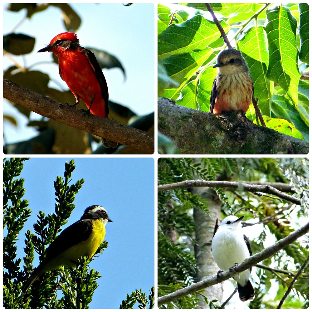 Fotos de aves encontrados en el Parque de la Vida en Armenia : Pyrocephalus rubinus, Myiozetetes similis, Fluvicola pica
