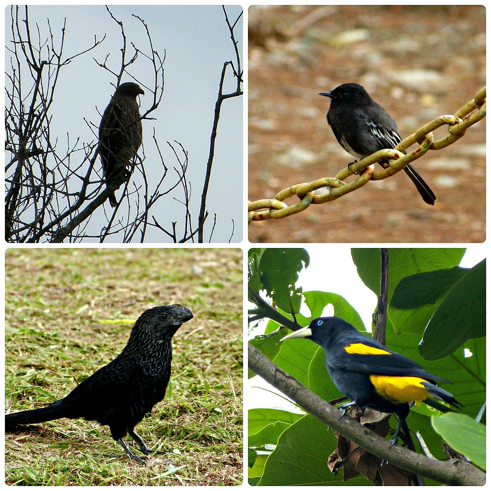 4 autres espèces d'oiseaux rencontrées au Parque del Café : Buteogallus schistaceus, Sayornis nigricans, Crotophaga ani, Cacicus cela