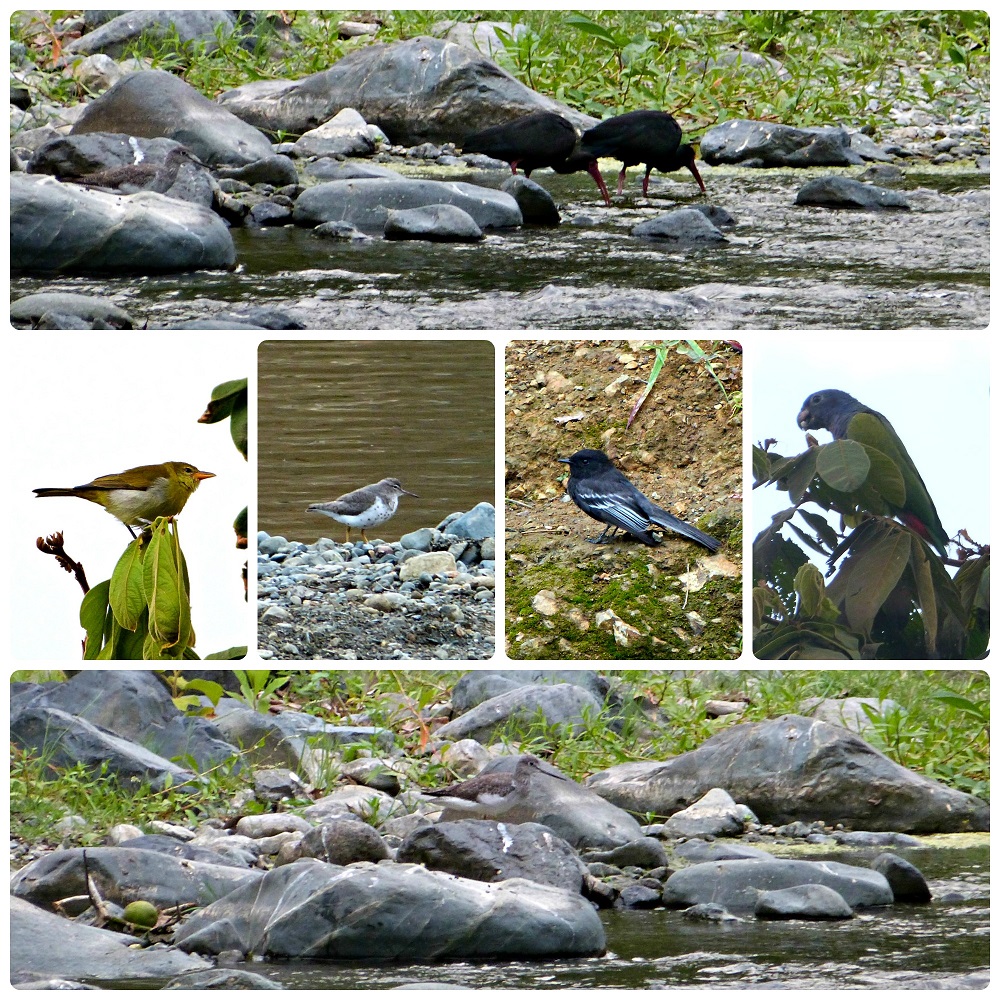 Fotos de las aves encontradas cerca del río del pueblo de Portugal: Phimosus infuscatus, Hemithraupis guira, Actitis macularius, Sayornis nigricans, Pionus menstruus, Tringa melanoleuca