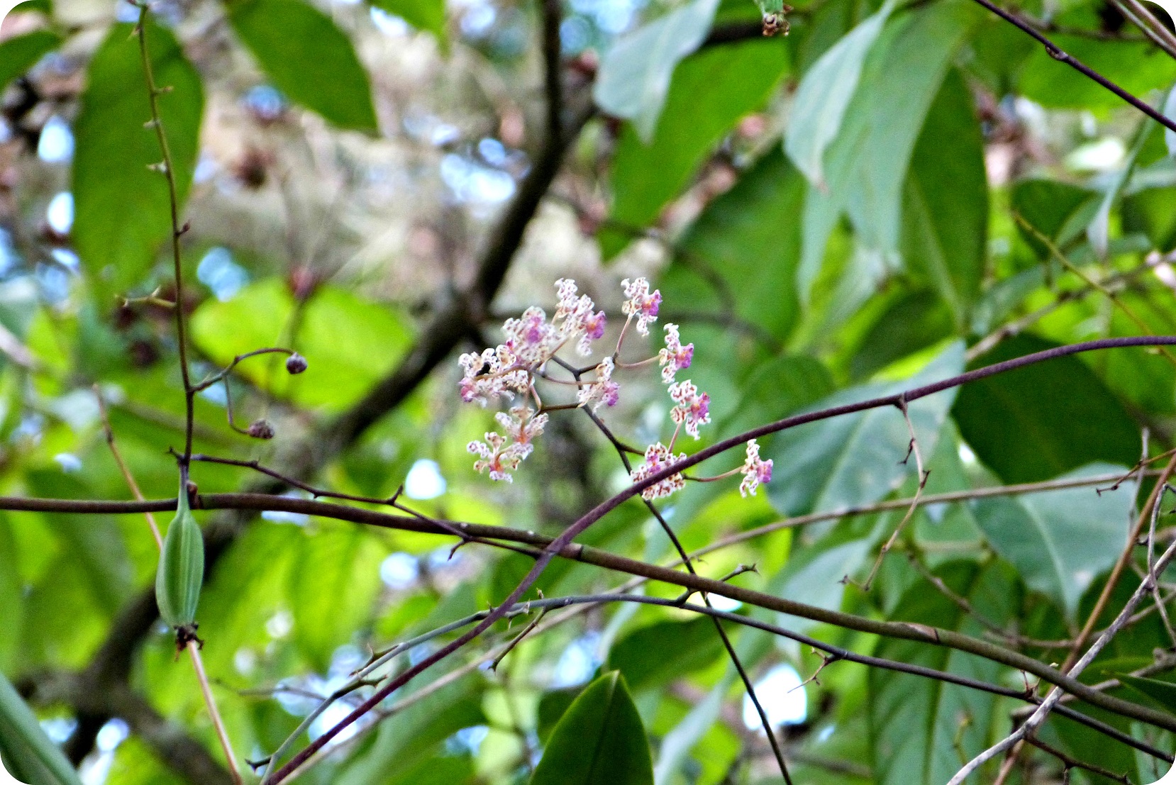 Flor de orquídea en un árbol del pueblo de Portugal