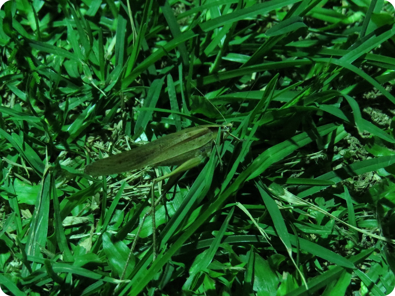 Tettigoniidae rencontrée dans l'herbe en attendant l'éclipse à Armenia