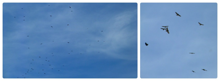 Aves en el cielo de Aguadas : Buteo platypterus