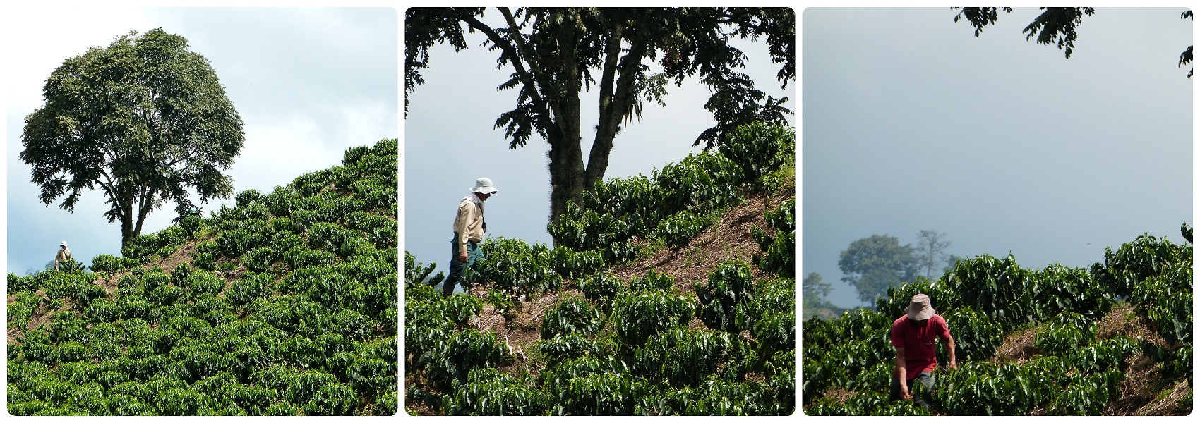 Trabajadores en un campo de café en la ruta entre Armenia y Manizales