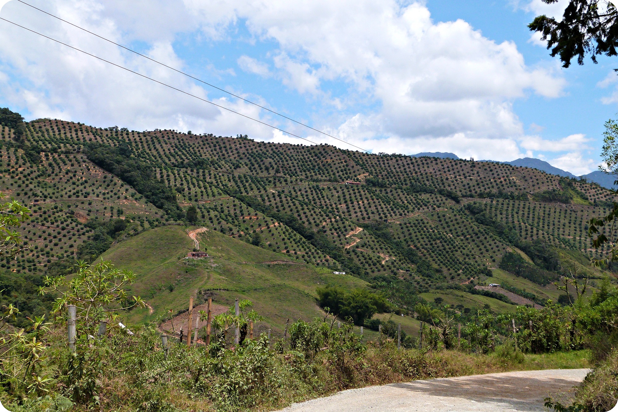 Champ d'agrumes au loin et au premier plan le chemin pour se rendre de Manizales à Aguadas