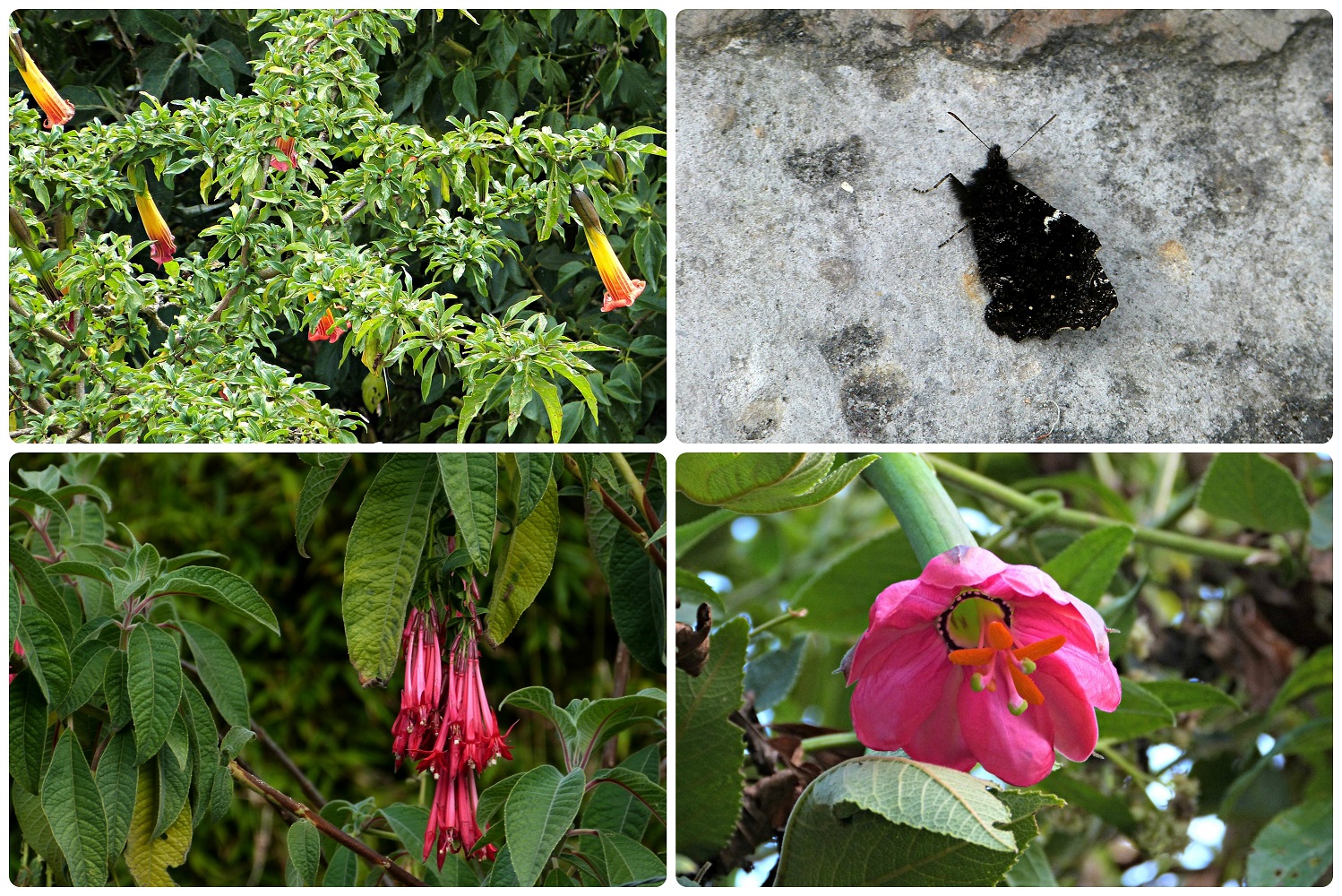 Papillon et fleurs rencontrés lors de la montée de Monserrate à Bogotá : Brugmansia, Passiflora