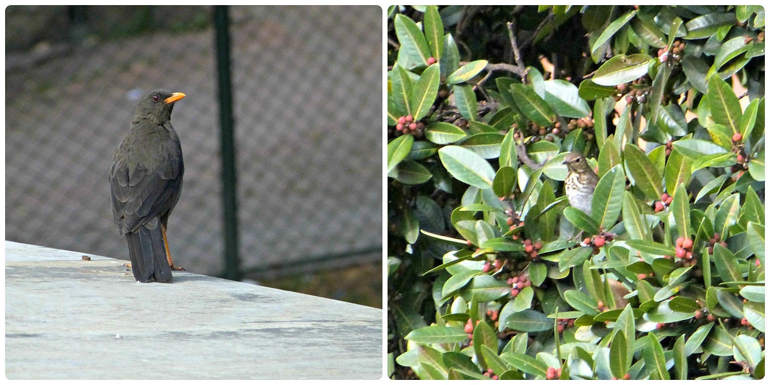 Photos des 2 merles à Bogotá : Turdus fuscater et Turdus ignobilis