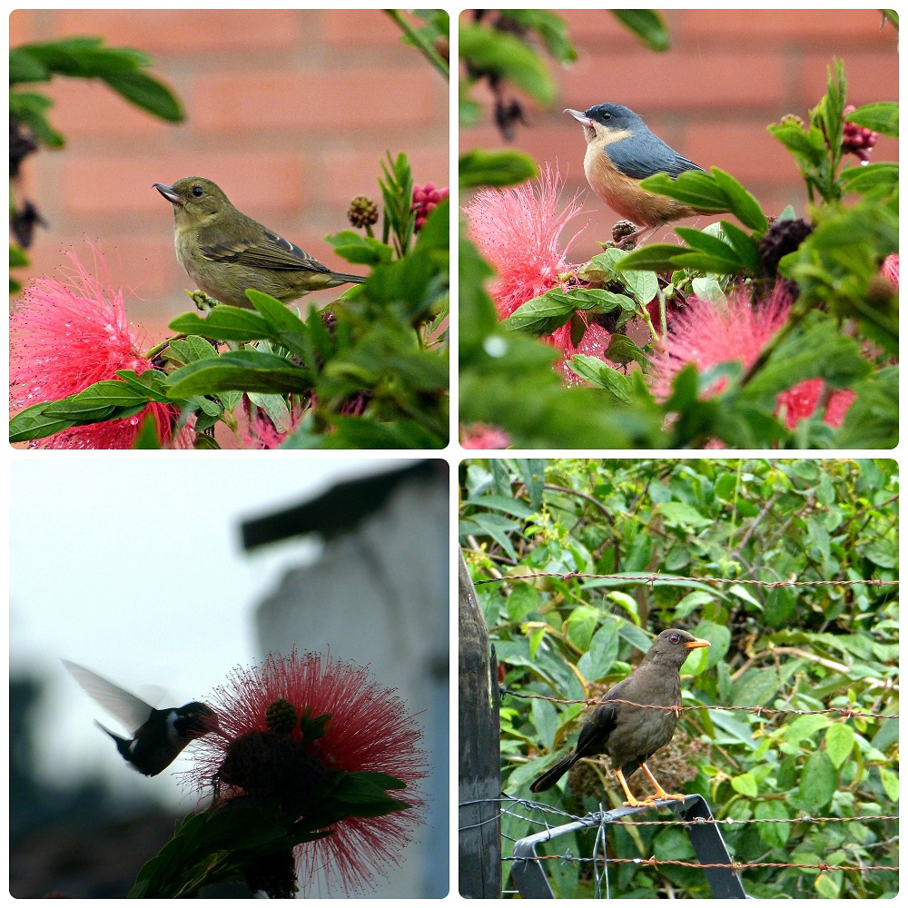 4 aves encontradas en el jardín en Manizales: Diglossa sittoides, Coeligena torquata, Turdus fuscater