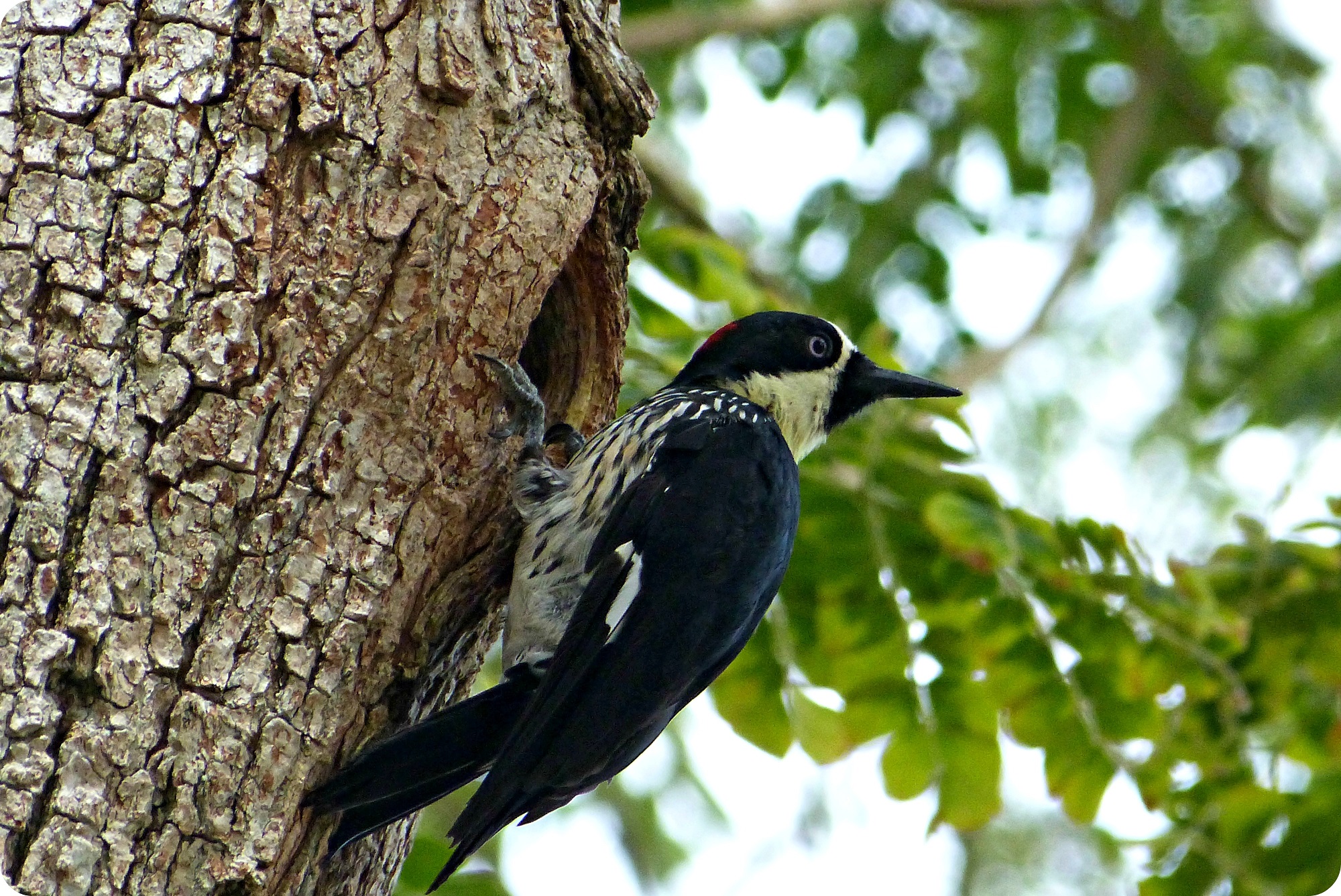 El Carpintero bellotero en un árbol de la plaza principal de Salamina : Melanerpes formicivorus