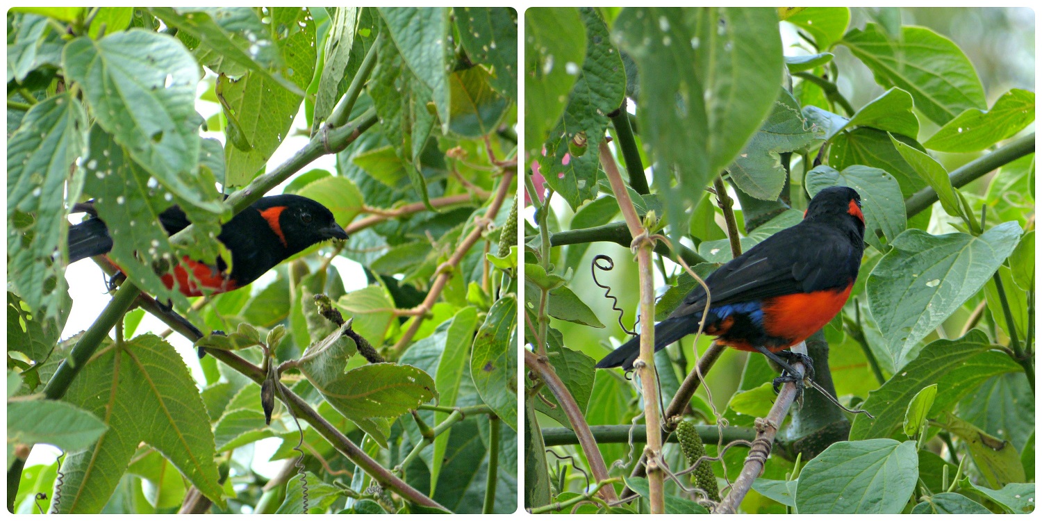 Oiseau rencontré lors de la montée de Monserrate à Bogotá : Anisognathus igniventris