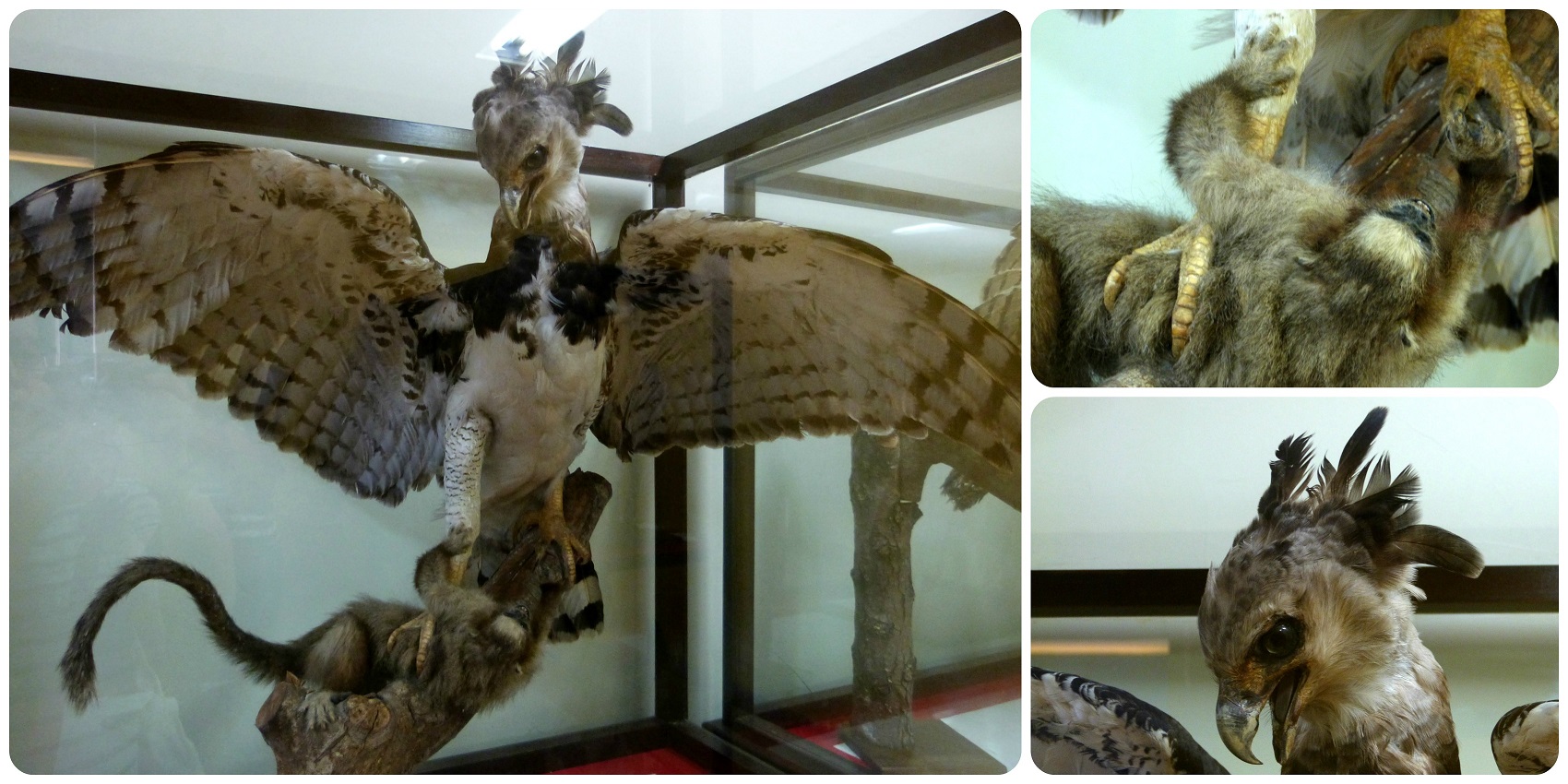 Aigle exposé au Musée d'histoire naturelle de Popayán