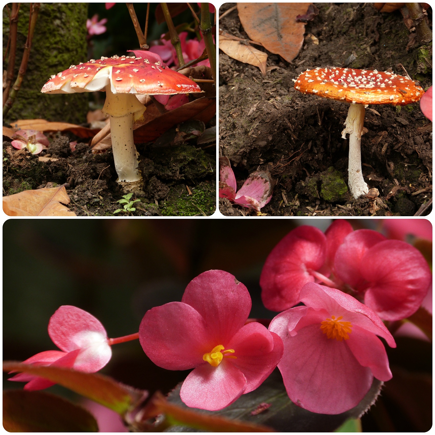 Champiñones y flores en la salida de la catedral de sal de Zipaquira : Amanita muscaria