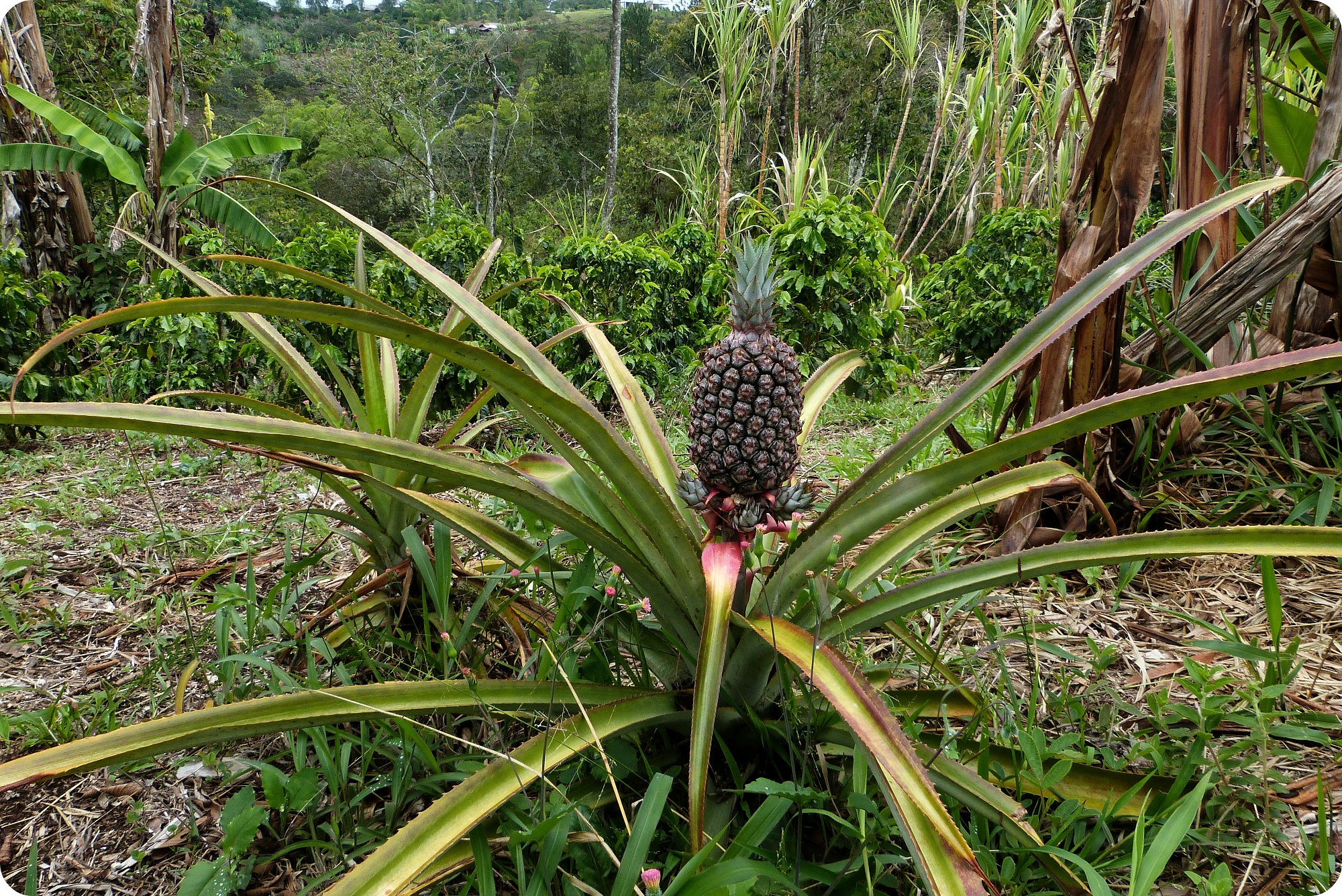 Ananas dans un champs du village El Tambo près de Popayán