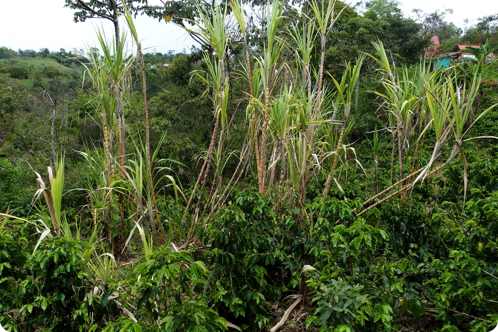 Canne à sucre dans un champs du village El Tambo près de Popayán