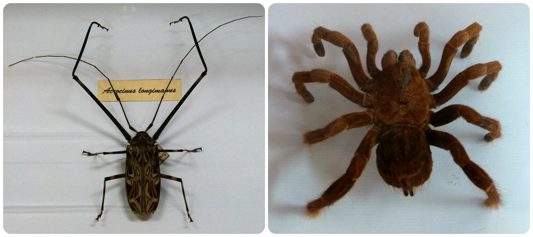 Coléoptère et migale au Musée d'histoire naturelle de Popayán