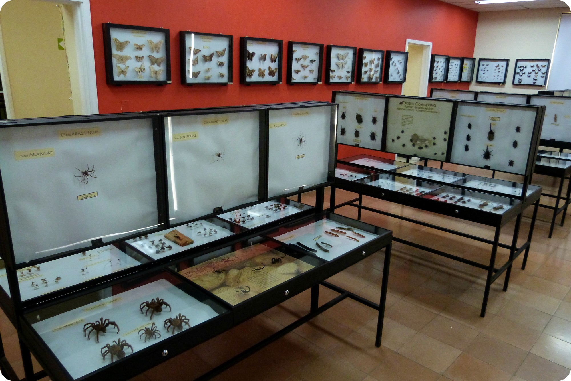 Salle du Musée d'histoire naturelle de Popayán