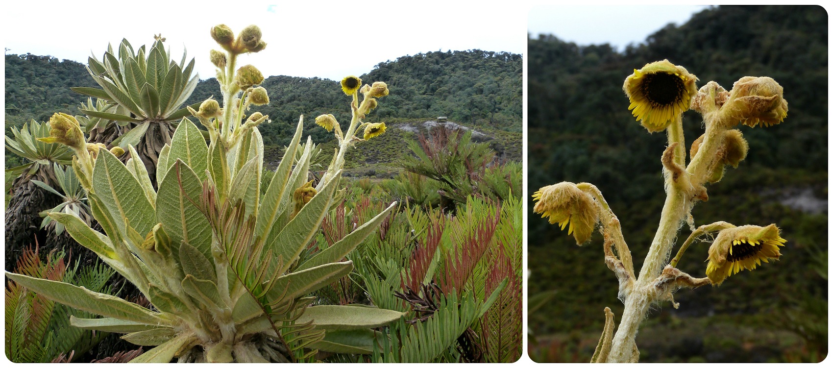 Planta del paramo en los termales de san juan en el parque natural Puracé