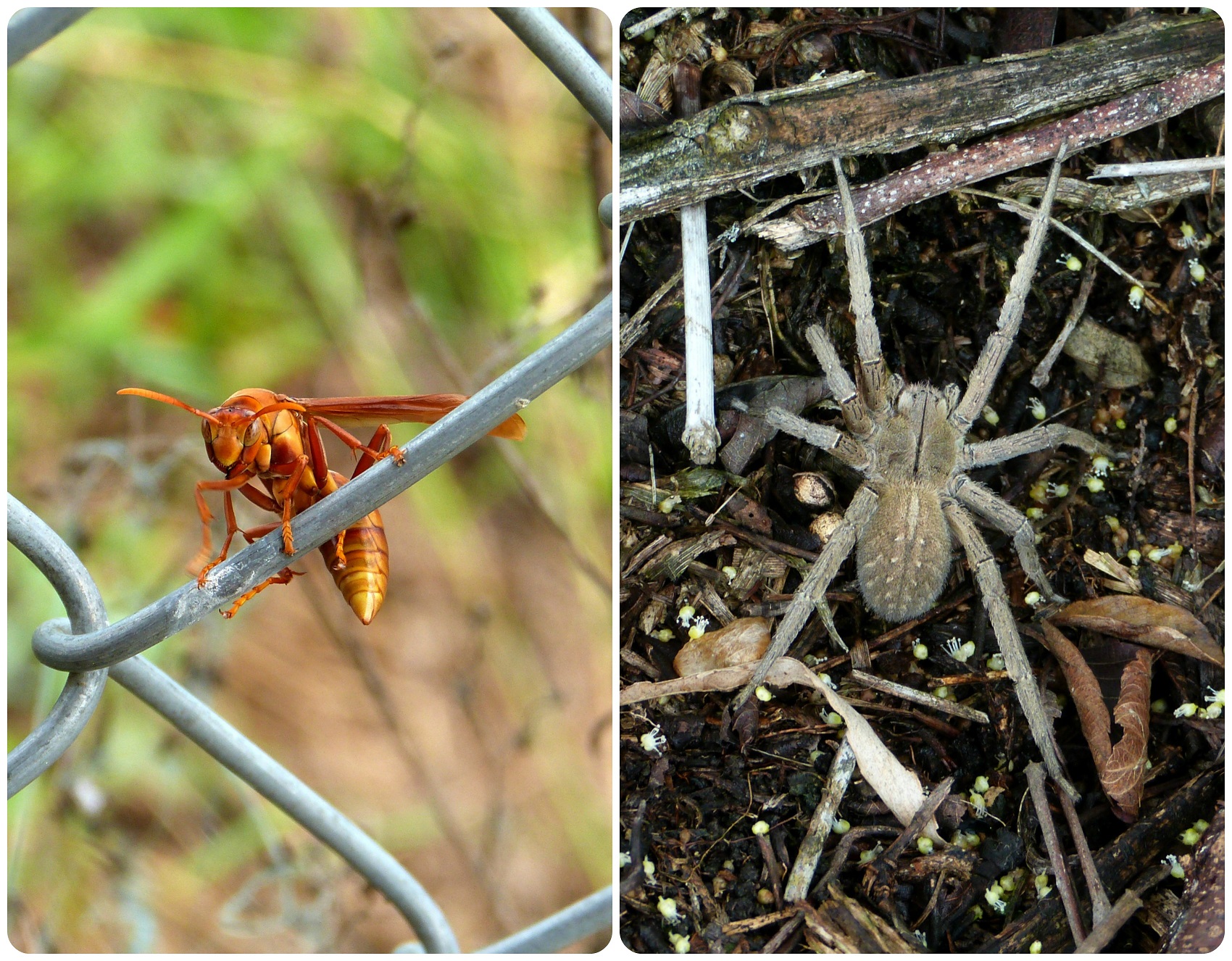 Insecte rencontrés à El Tambo près de Popayán : Lycosidae