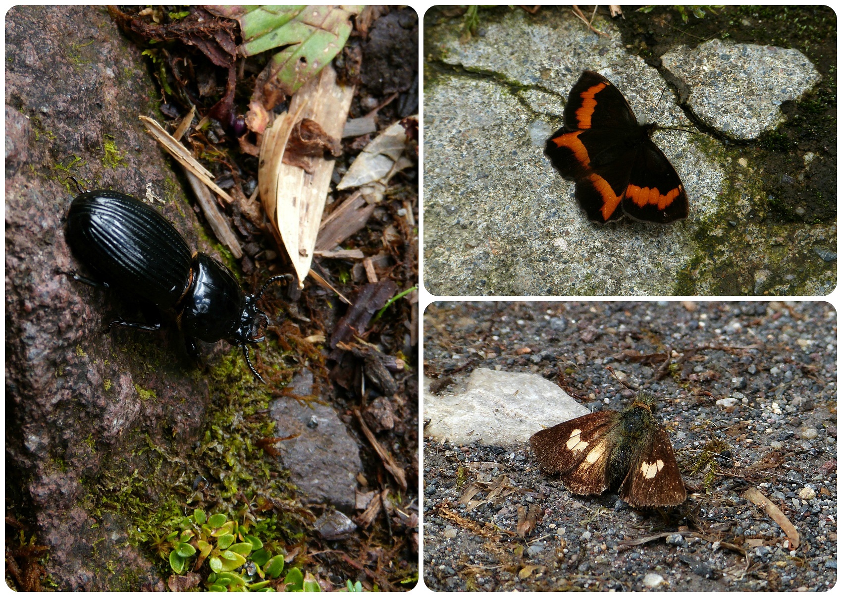 Insectos en el camino hacia los termales de san juan en el parque natural Puracé