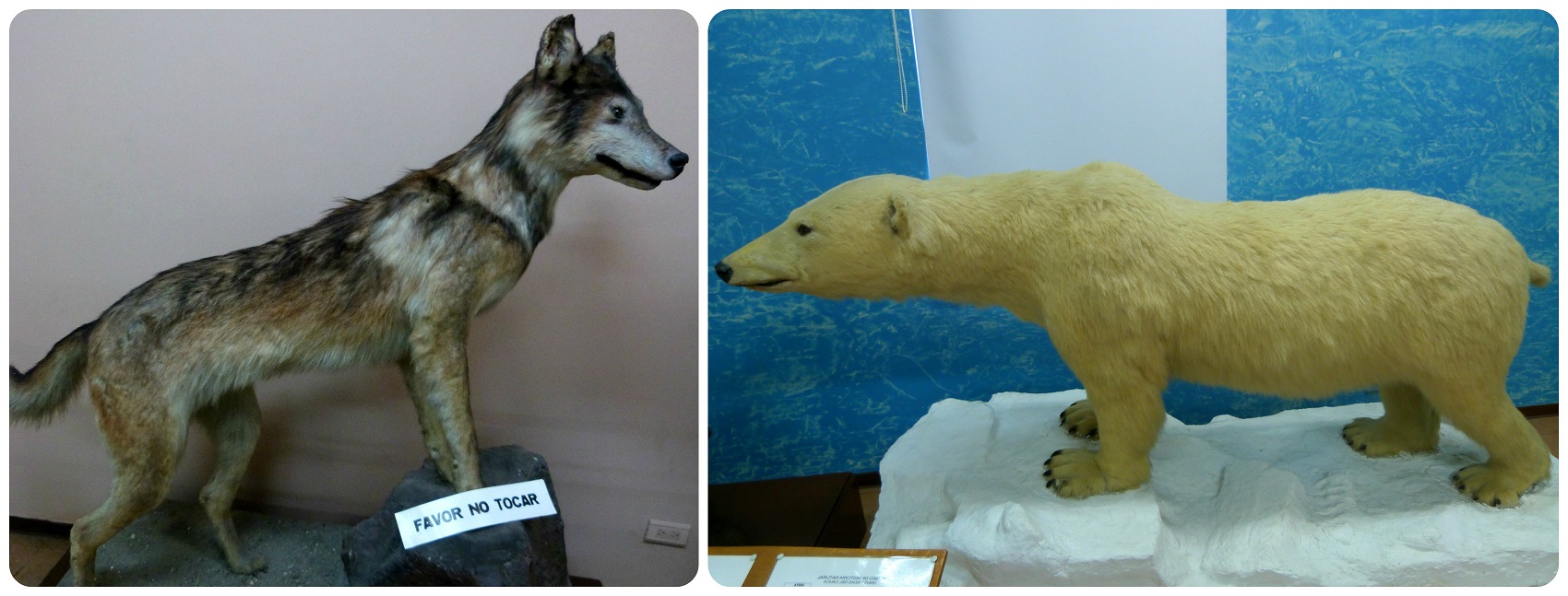 Animaux exposés au Musée d'histoire naturelle de Popayán