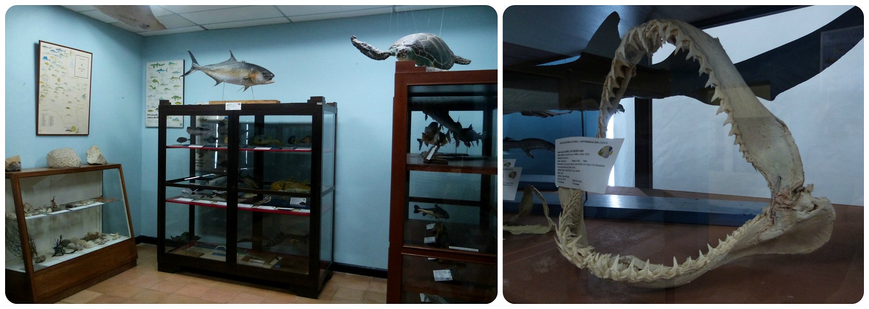 Mâchoire exposée au Musée d'histoire naturelle de Popayán