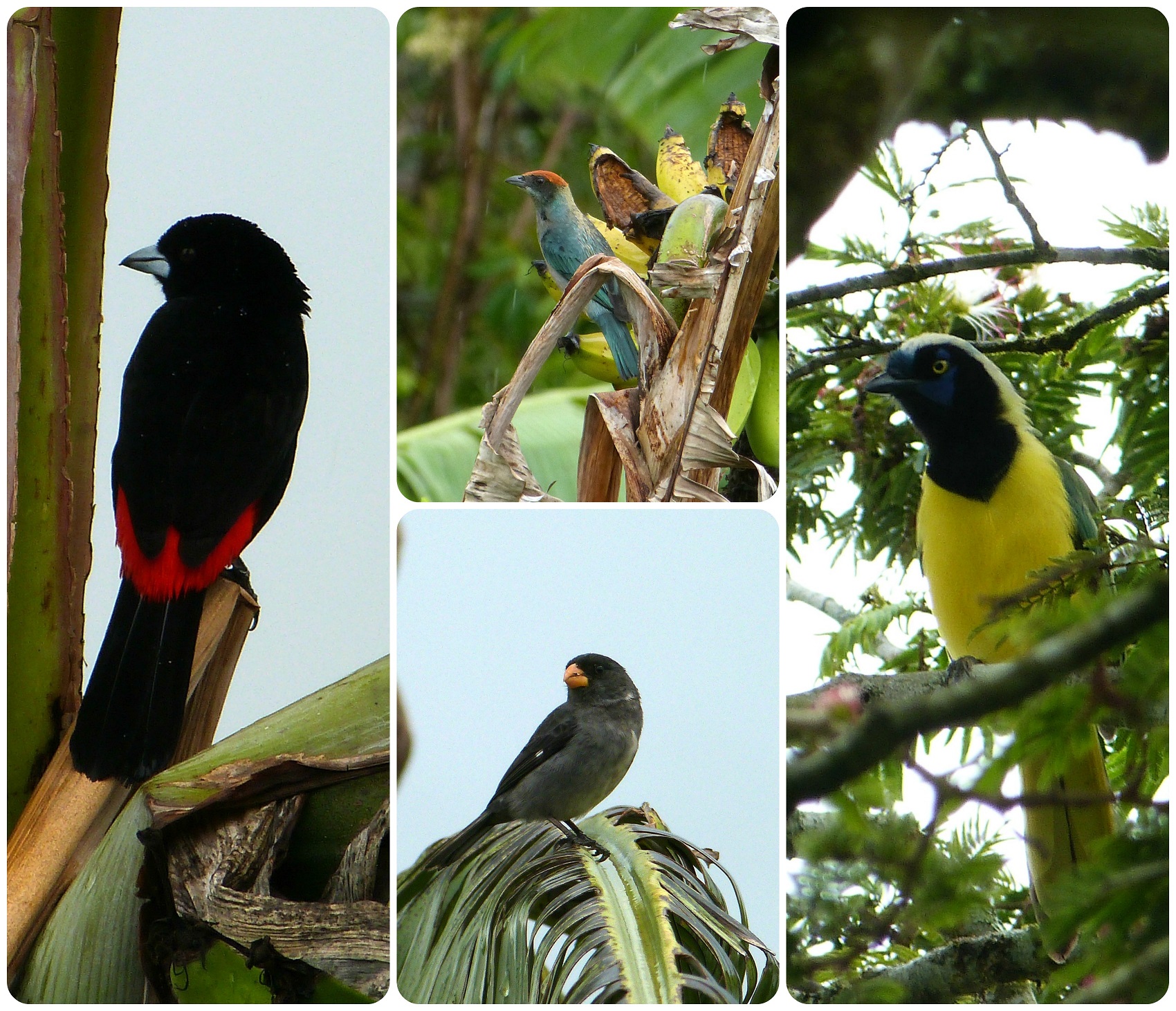 Oiseaux rencontrés à El Tambo près de Popayán : Ramphocelus flammigerus, Tangara vitriolina, Oryzoborus crassirostris, Cyanocorax yncas