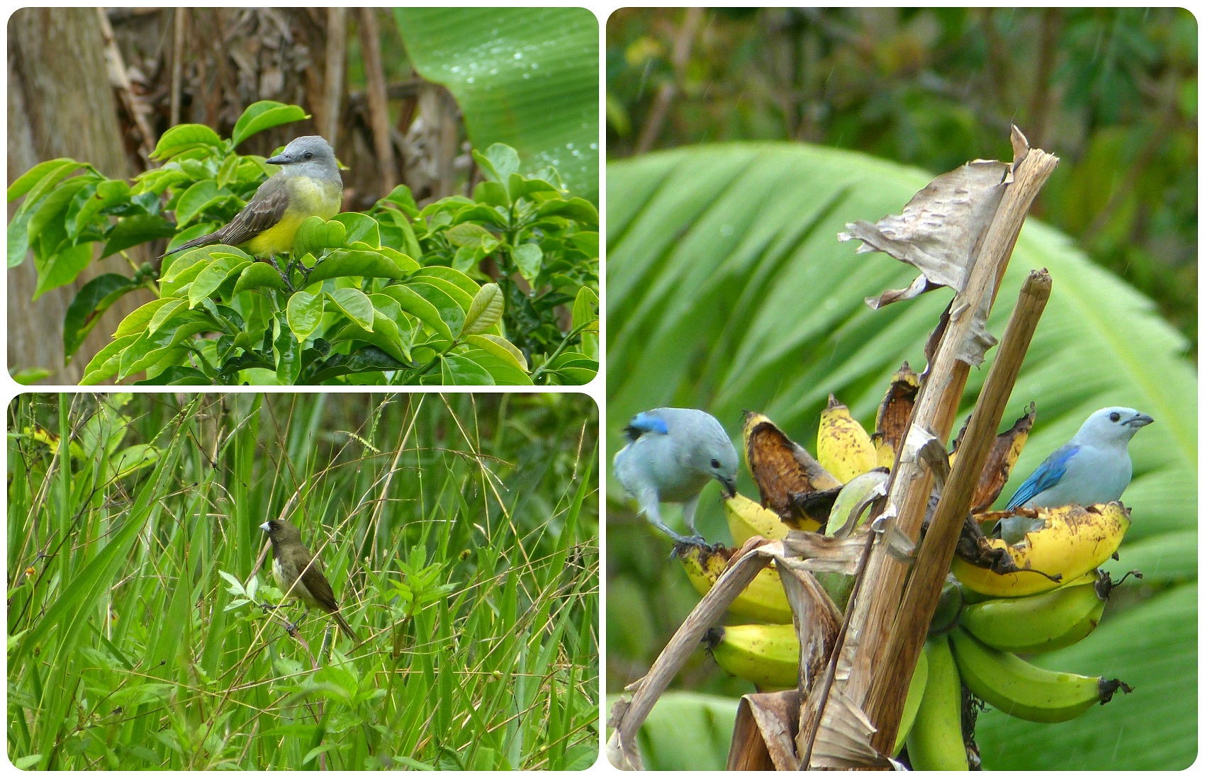 Oiseaux rencontrés à El Tambo près de Popayán : Tyrannus melancholicus, Sporophila nigricollis, Thraupis episcopus