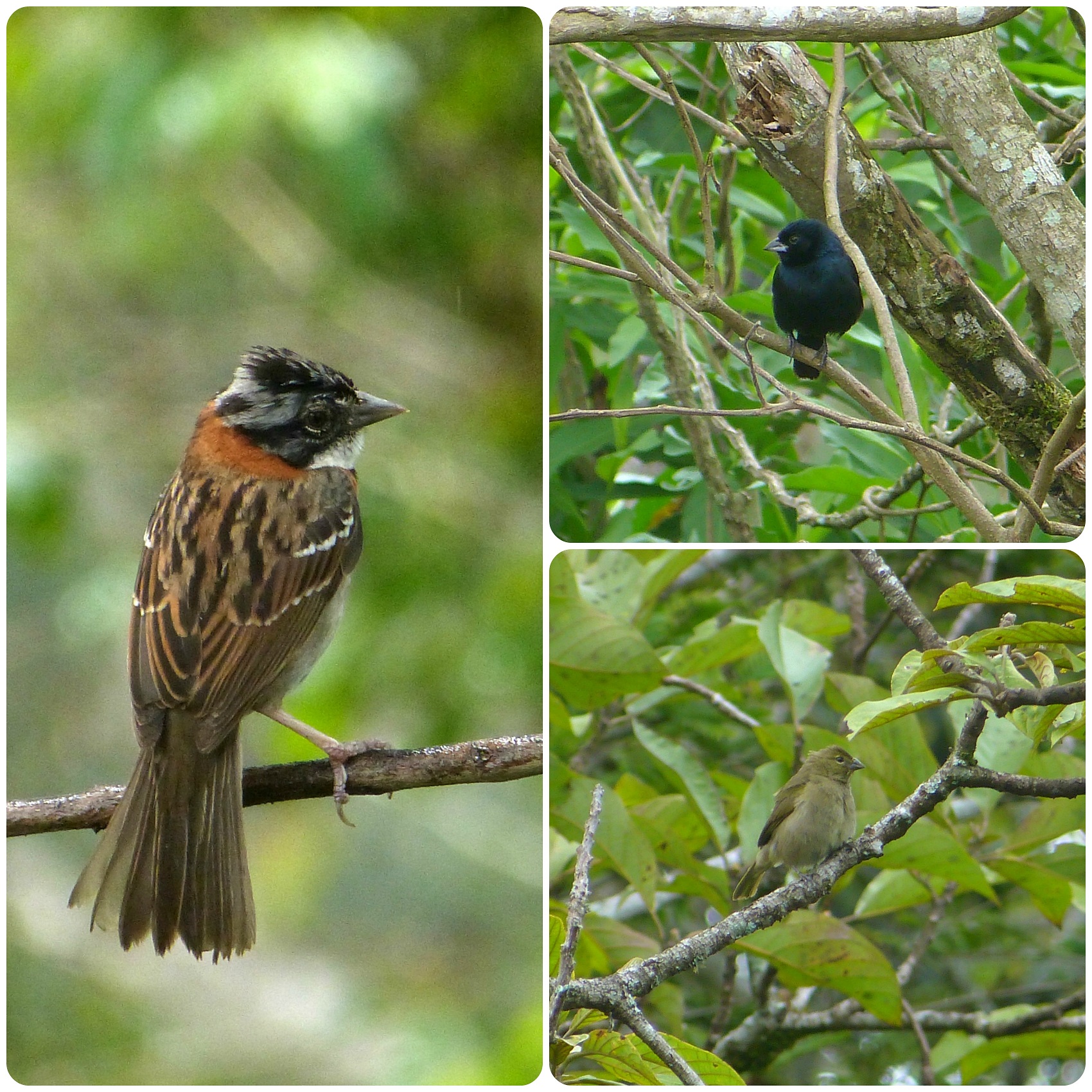 Oiseaux rencontrés à El Tambo près de Popayán : Zonotrichia capensis, Volatinia jacarina