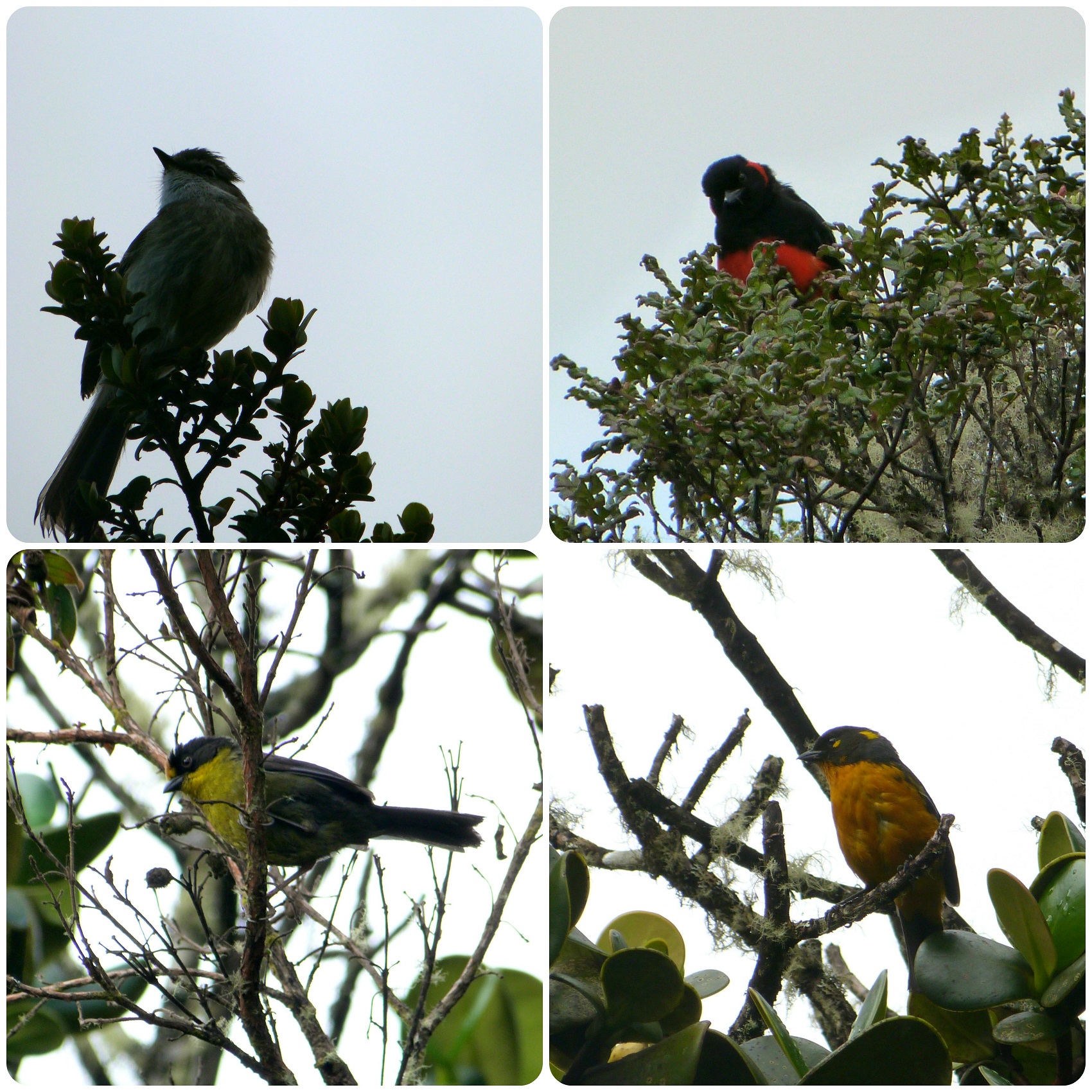 Aves encontradas en el camino hacia los termales de san juan en el parque natural Puracé : Anisognathus igniventris, Atlapetes pallidinucha, Anisognathus lacrymosus
