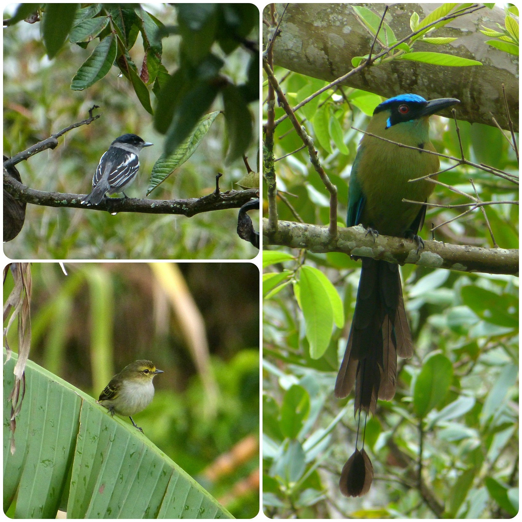 Oiseaux rencontrés à El Tambo près de Popayán : Pachyramphus polychopterus, Tyrannulus, Momotus momota