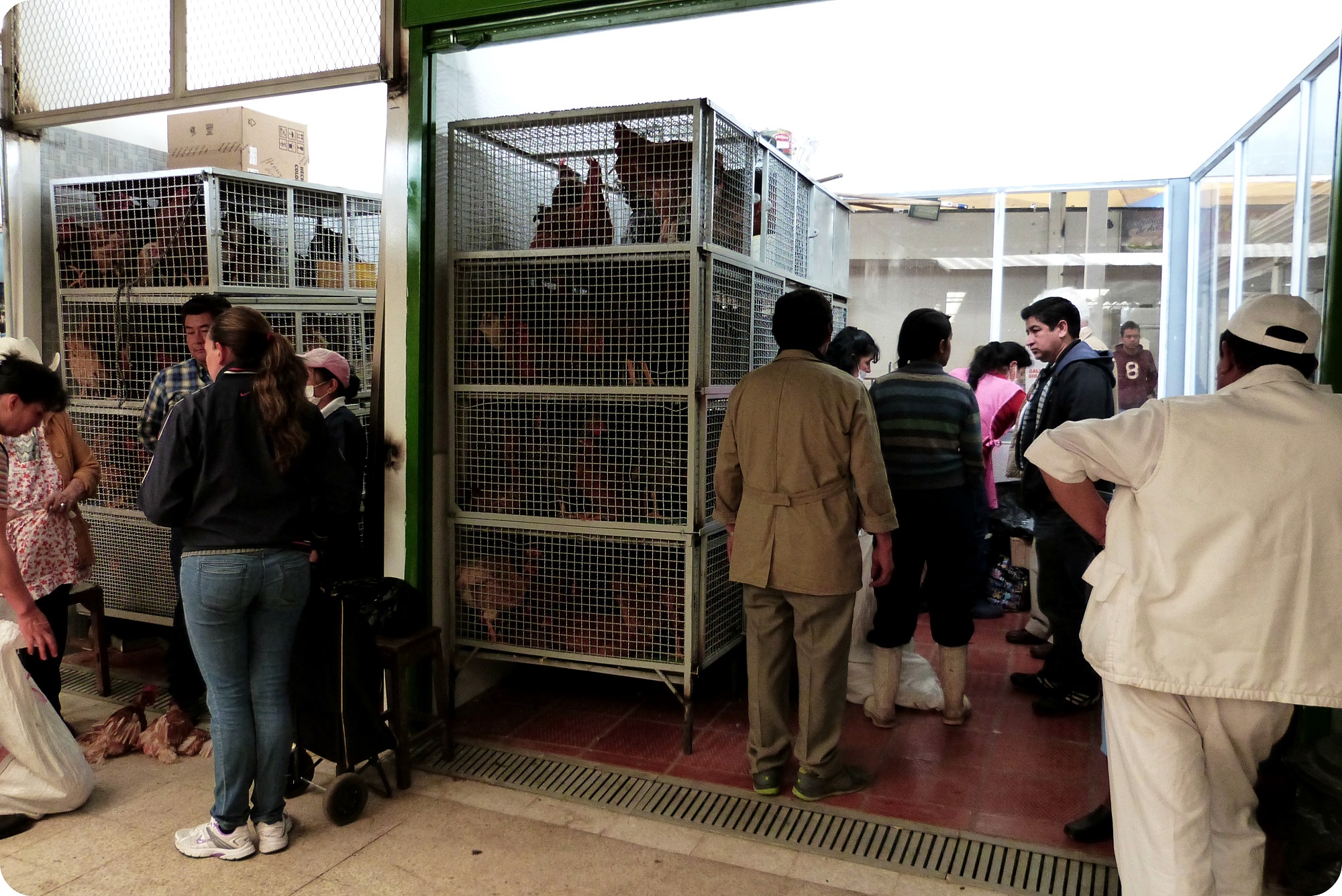 Poulets dans des cages au marché de Bogotá