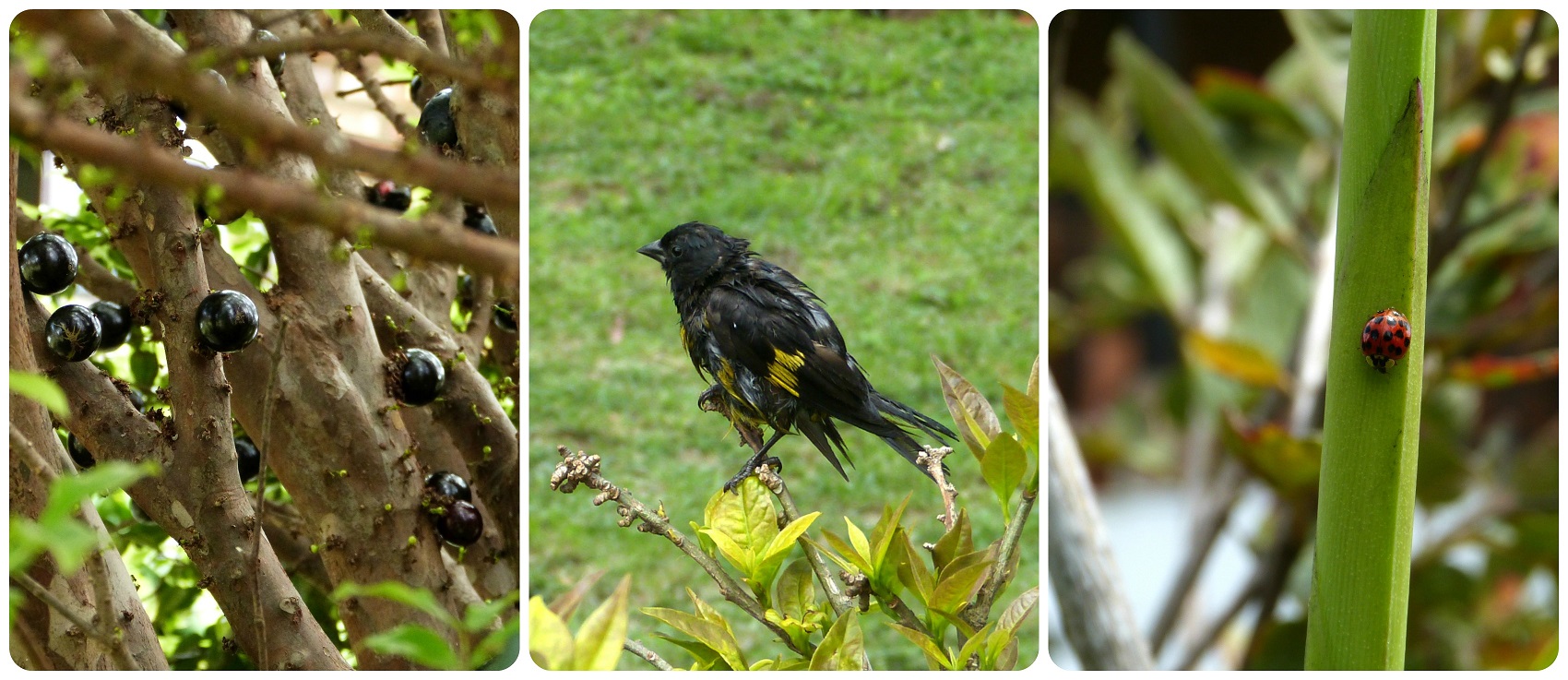 Fruit et animaux rencontrés dans le jardin du restaurant Rancho de Lucho à Popayán : Spinus xanthogastrus