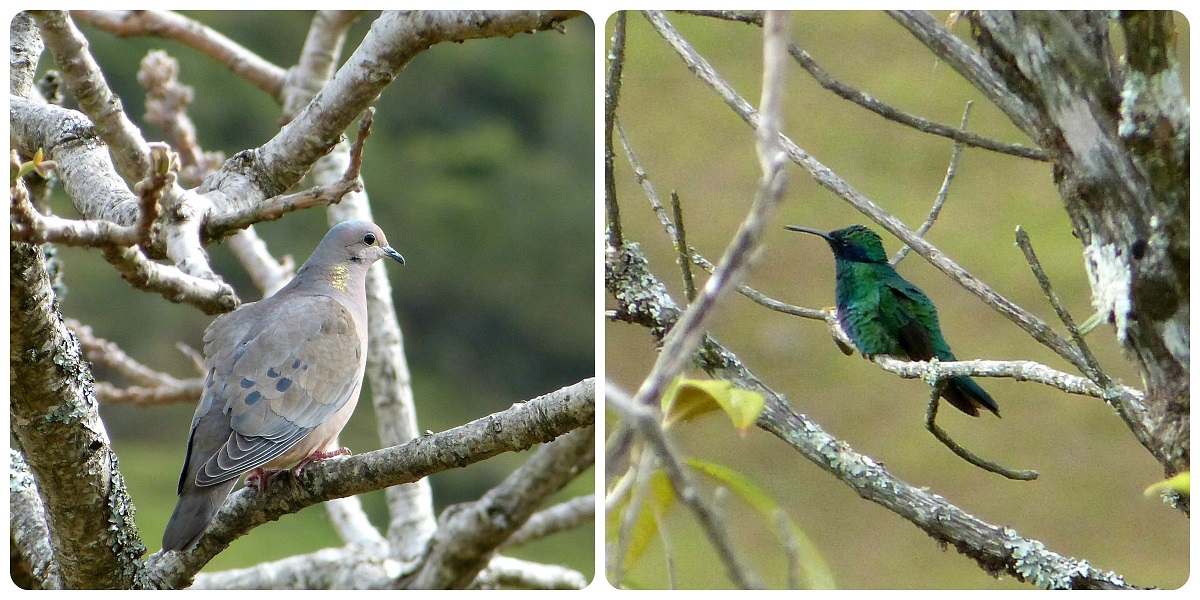 oiseaux à Silvia : Zenaida auriculata, Colibri coruscans
