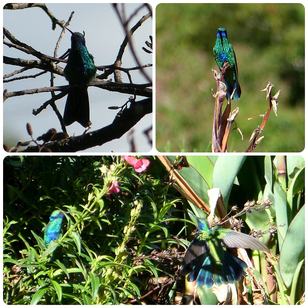 Colibri coruscans en Aguas Tibias de Coconuco