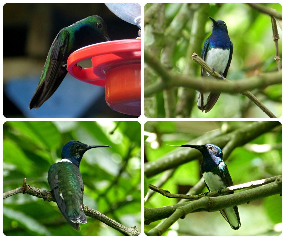 Florisuga mellivora, Anthracothorax nigricollis en el jardín botánico del Quindío en Calarcá
