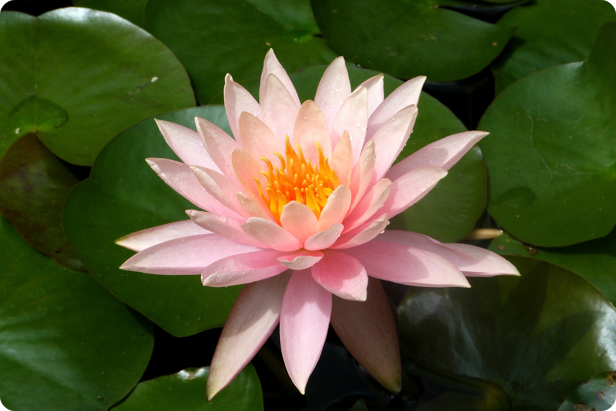 Nelumbo nucifera en el jardín botánico del Quindío en Calarcá