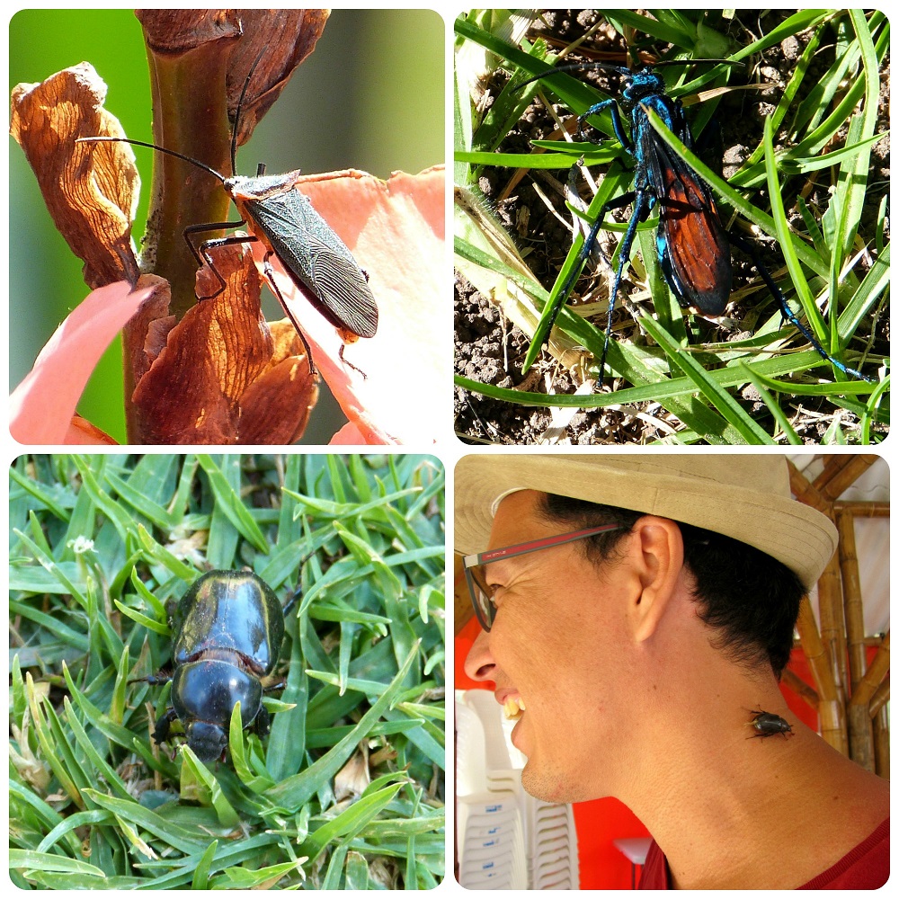 insectos en Aguas Tibias de Coconuco : Pepsini