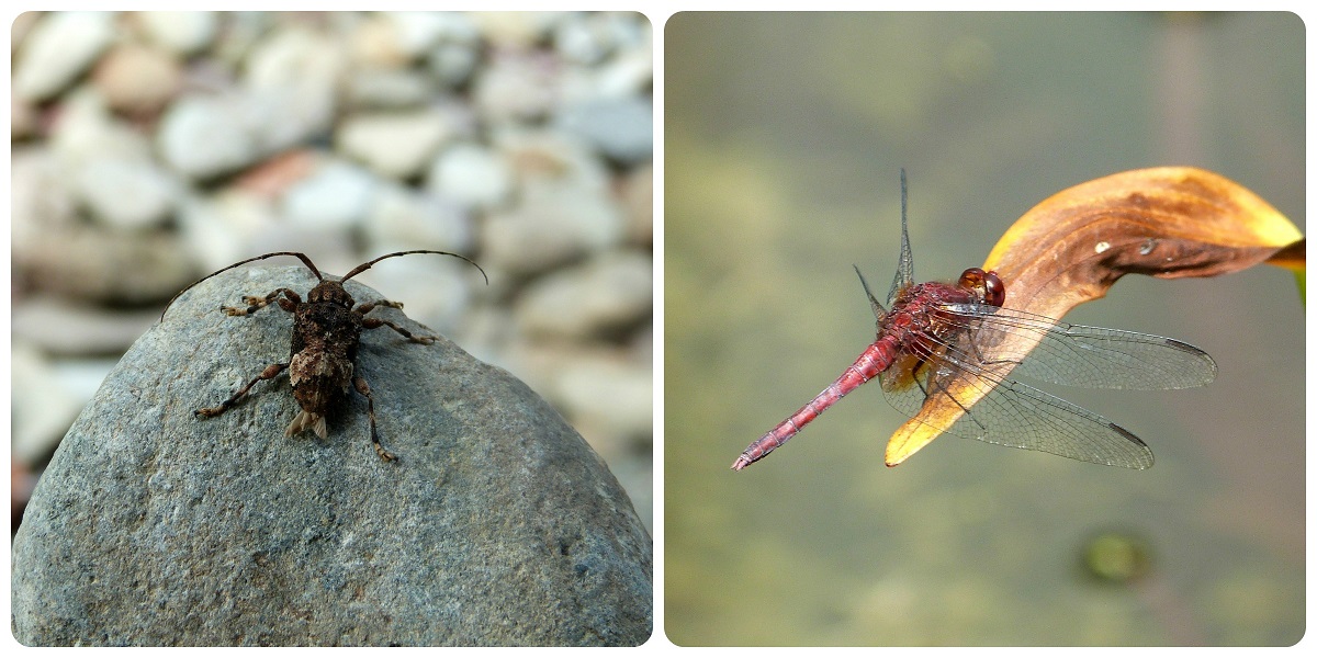 Cerambycidae y Odonata en el jardín botánico del Quindío en Calarcá