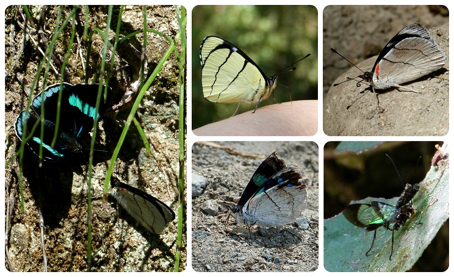 Mariposas Perisama bomplandii y Perisama oppelii en el valle de Cocora