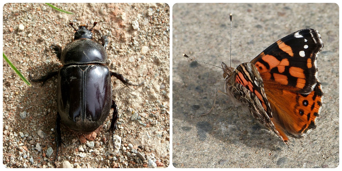 insectes à Silvia : Vanessa carye