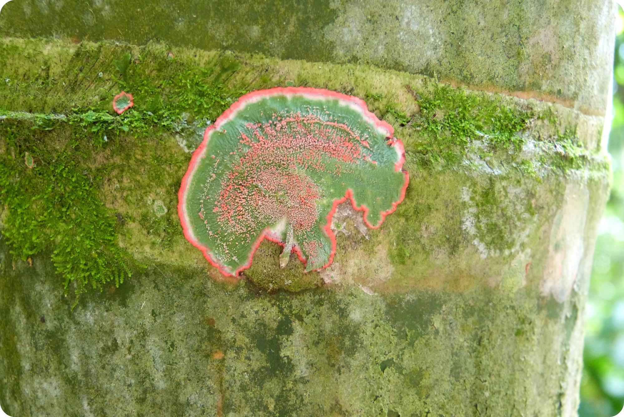 Liquen sobre la guadua en el jardín botánico del Quindío en Calarcá