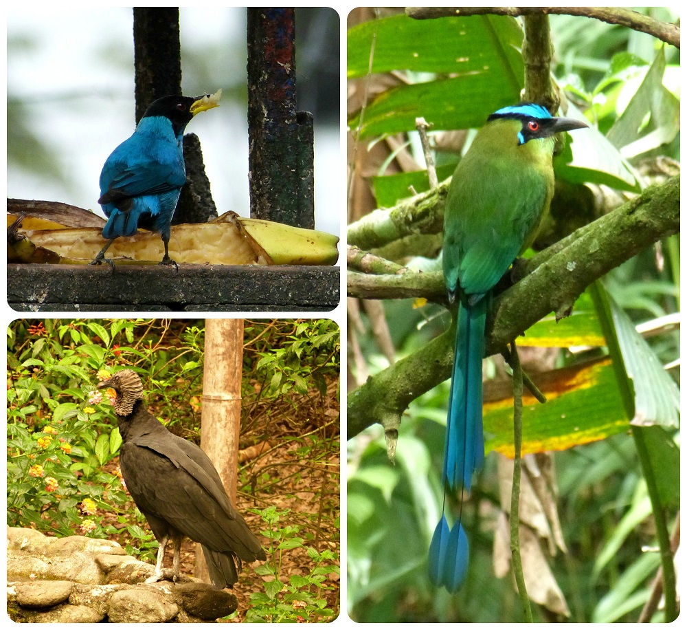 Chlorophanes spiza, Coragyps atratus y Momotus momota en el jardín botánico del Quindío en Calarcá