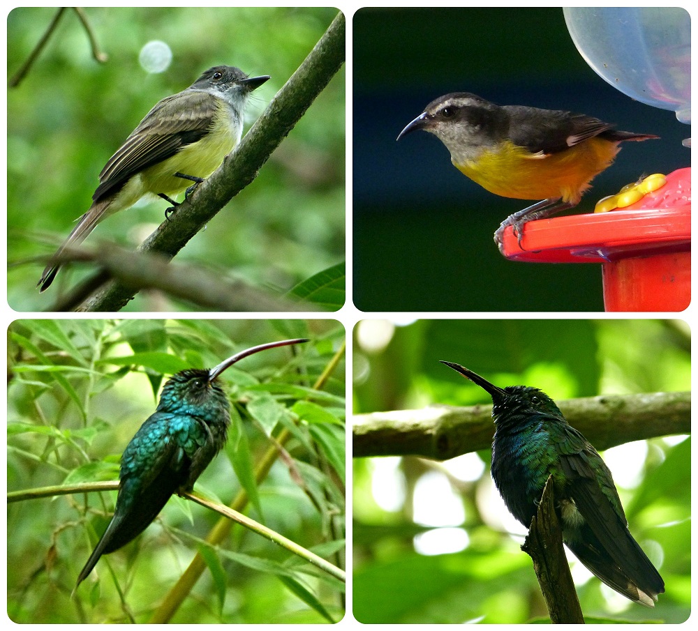 Coereba flaveola, Phaethornis guy y Juliamyia julie Damophila julie en el jardín botánico del Quindío en Calarcá