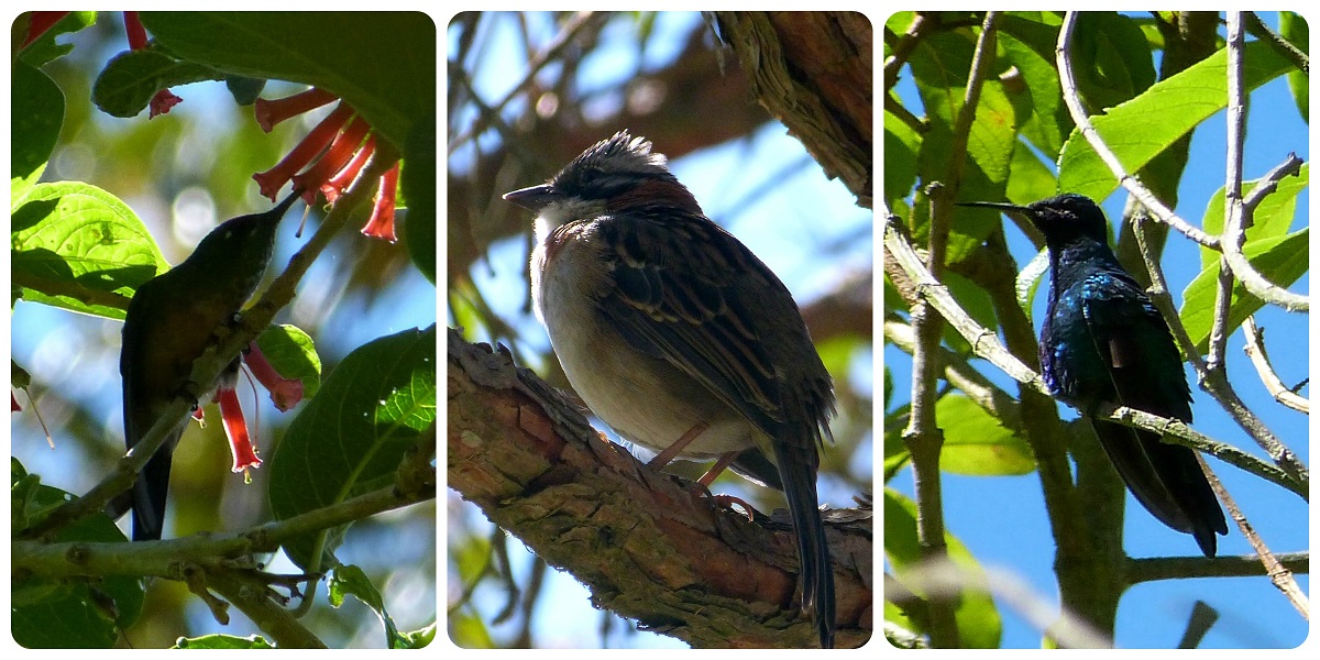 aves encontradas en el valle de Cocora : Lafresnaya lafresnayi, Zonotrichia capensis, Colibri coruscans