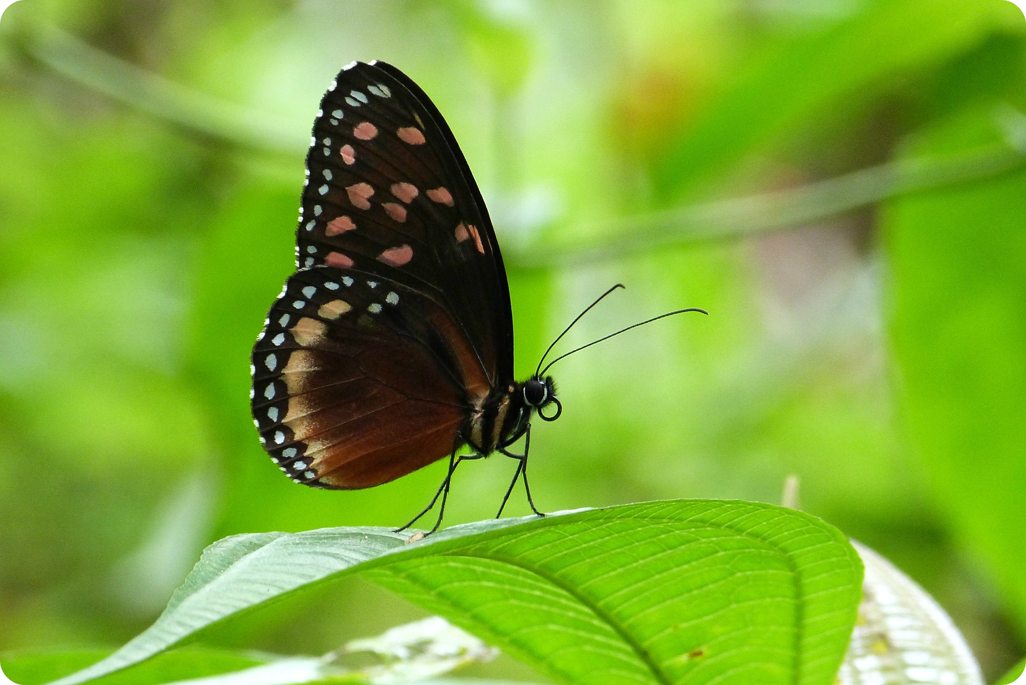 Tithorea tarricina en el mariposario del jardín botánico del Quindío en Calarcá