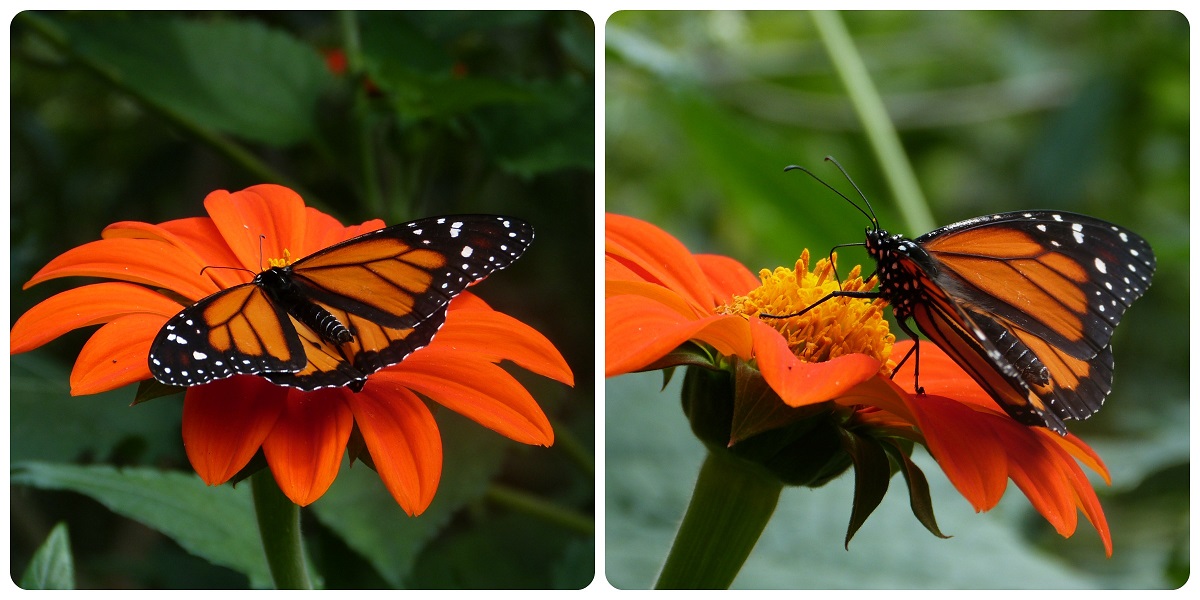 Danaus plexippus Dyssodia montana en el mariposario del jardín botánico del Quindío en Calarcá